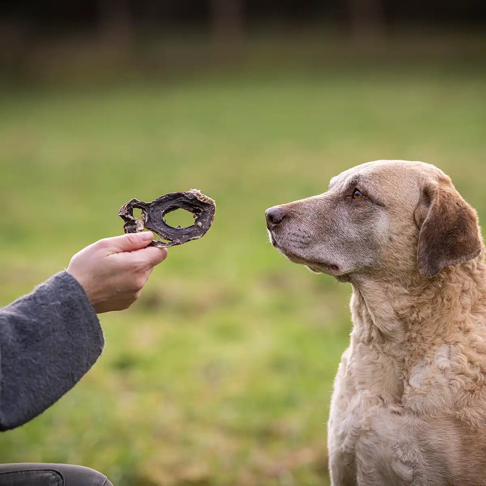 Hund bekommt einen getrockneten Kauartikel aus der Hand