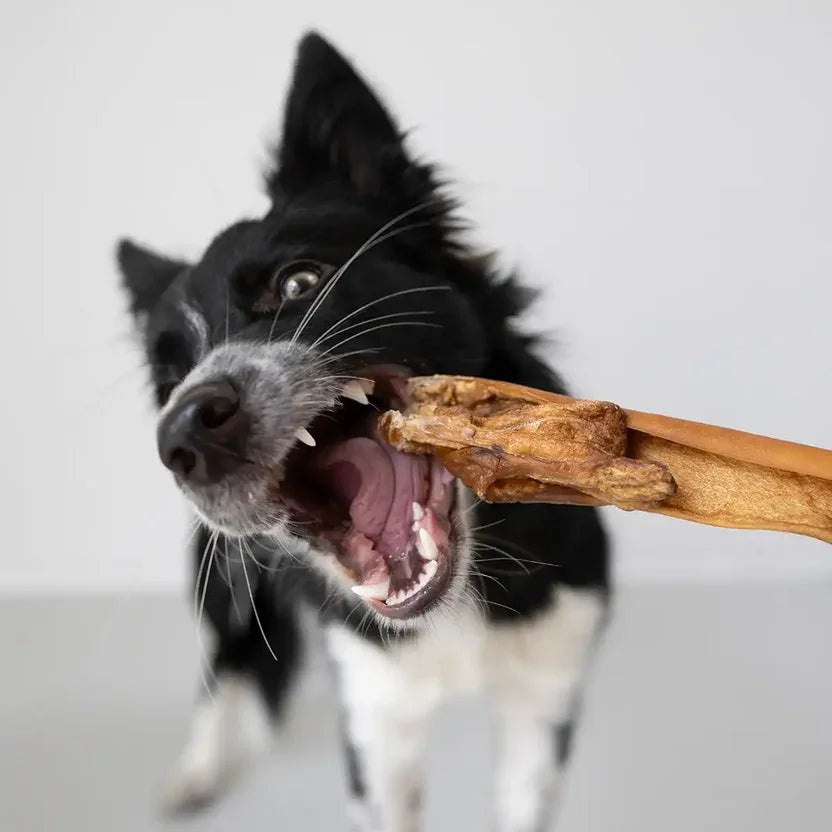 Schwarz-weißer Border Collie beißt in eine getrocknete Rinderkopfhaut-Stange