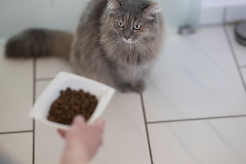 Rag Doll Katze die leckeres Trockenfutter frisst in einem Napf aus Stahl