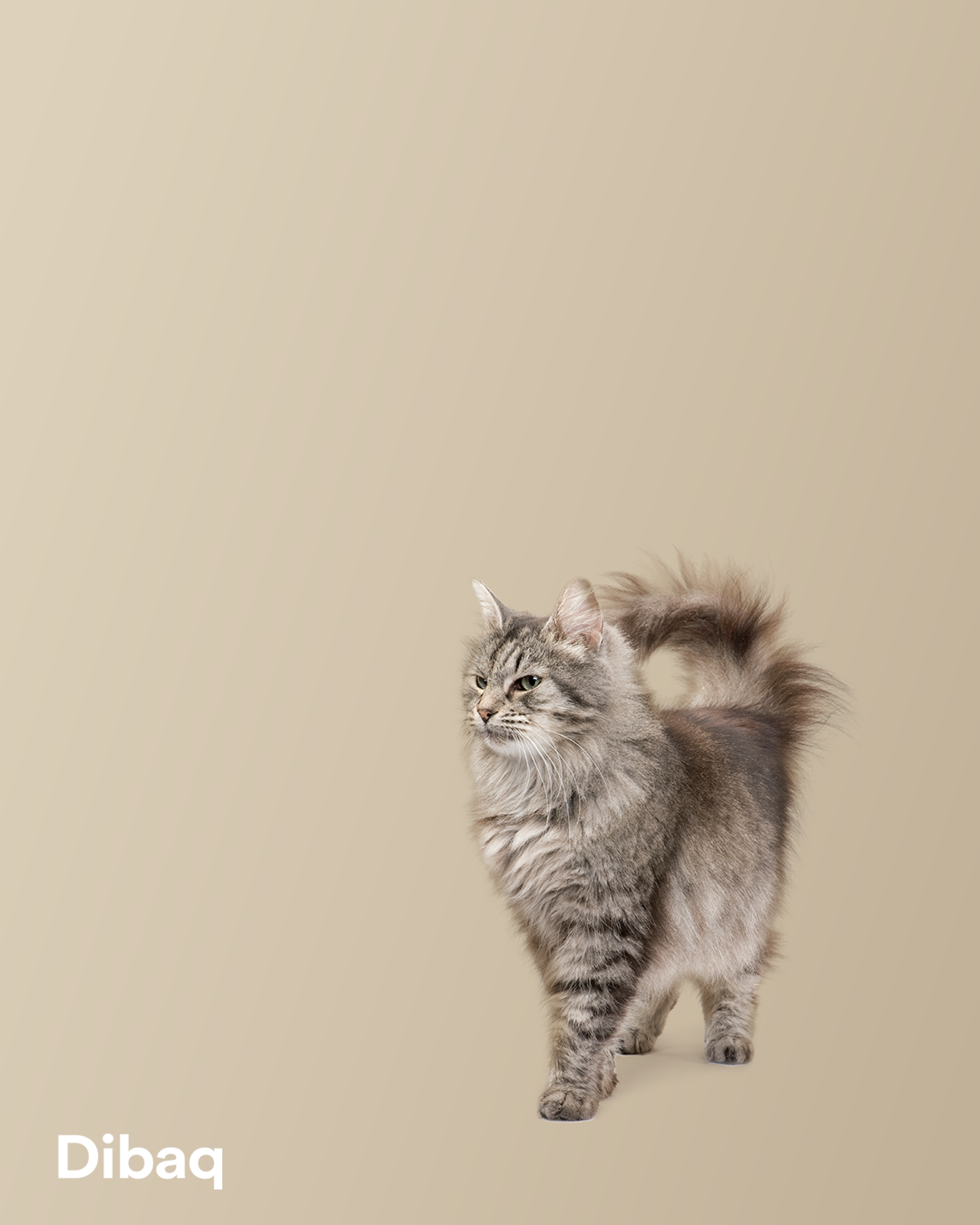 Trockenfutter Katzen
