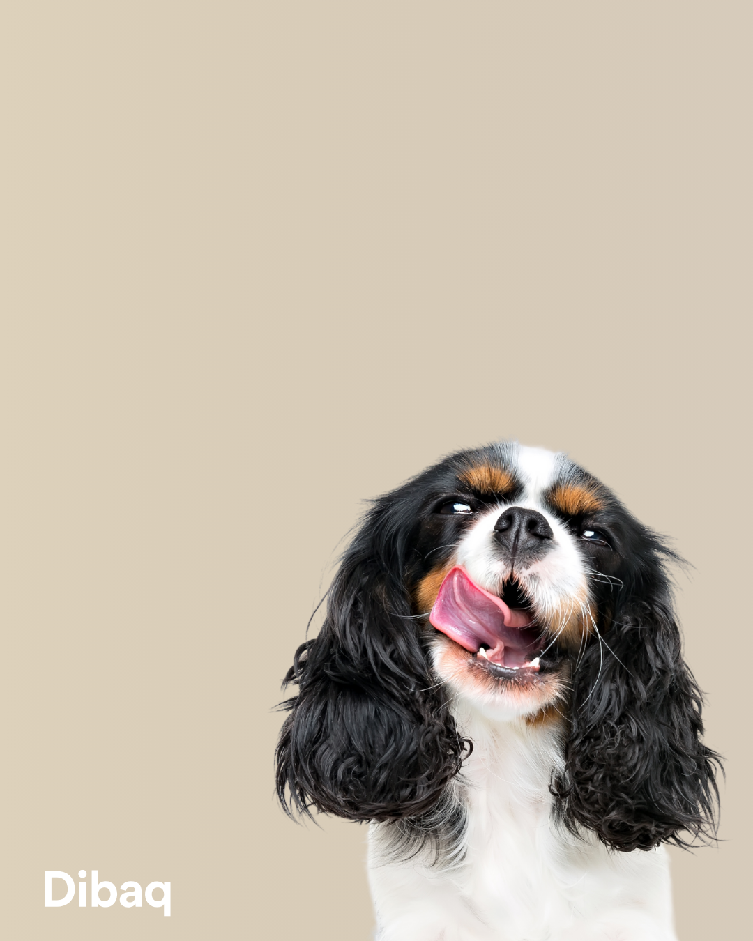 Trockenfutter Hunde