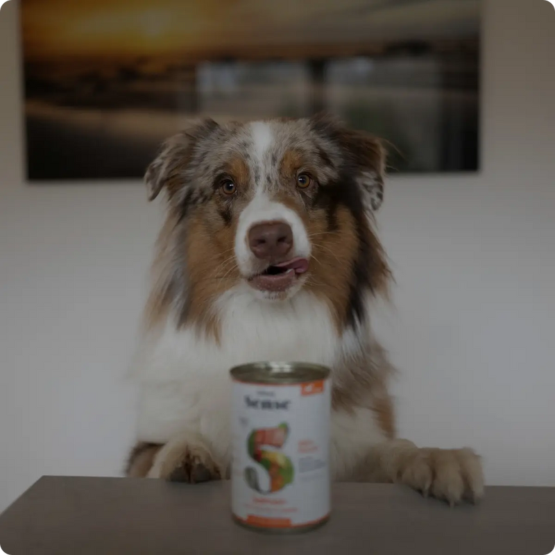 Bild von einem Hund vor einer Nassfutterdose für Hunde von Dibaq Sense.