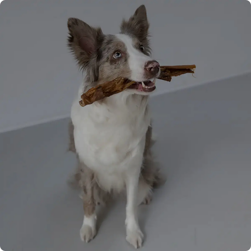 Ein Hund der eine Knabberstange für Hunde in der Schnauze hat und daran kaut. Hundesnacks von Royal Diamonds