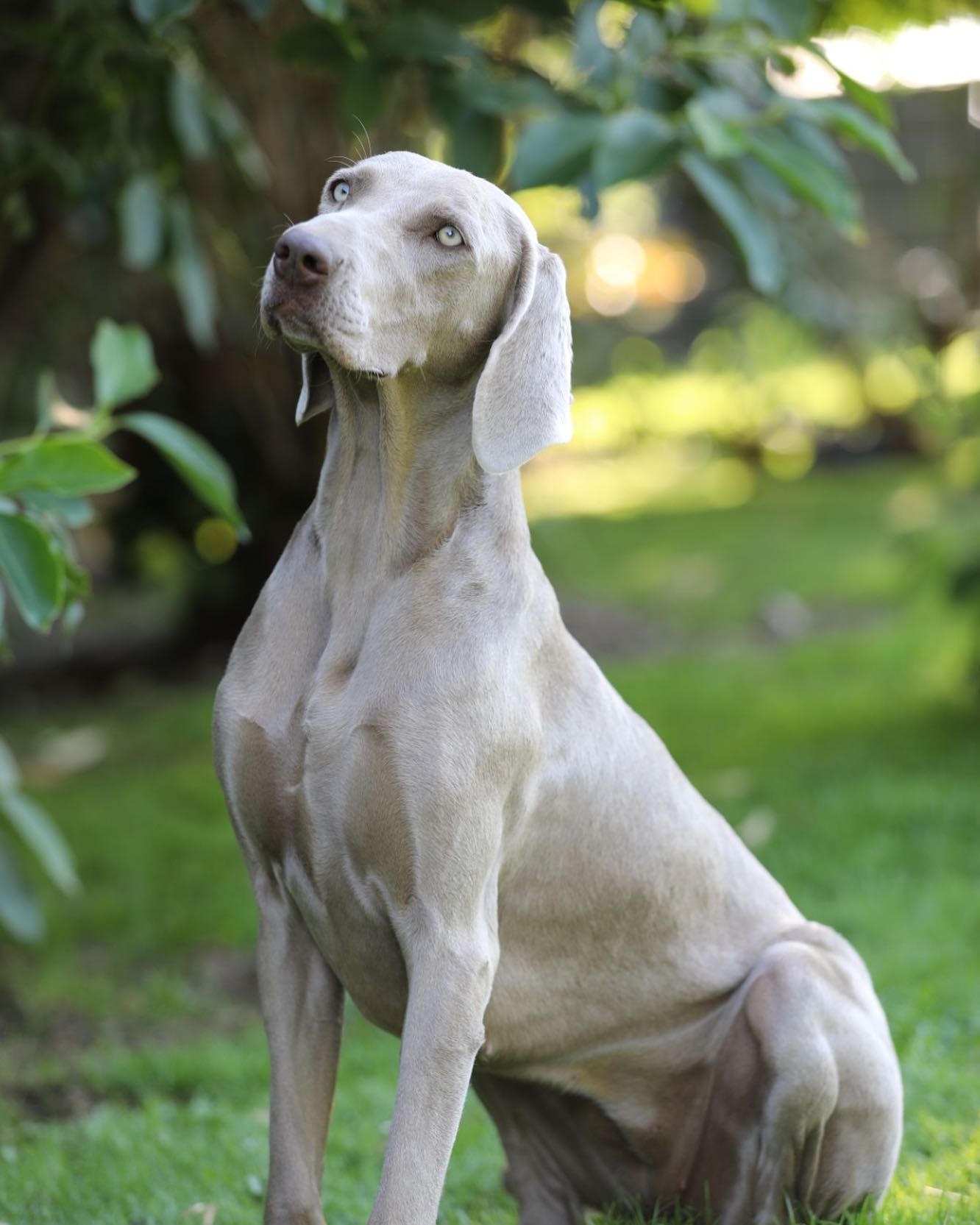 Hunde