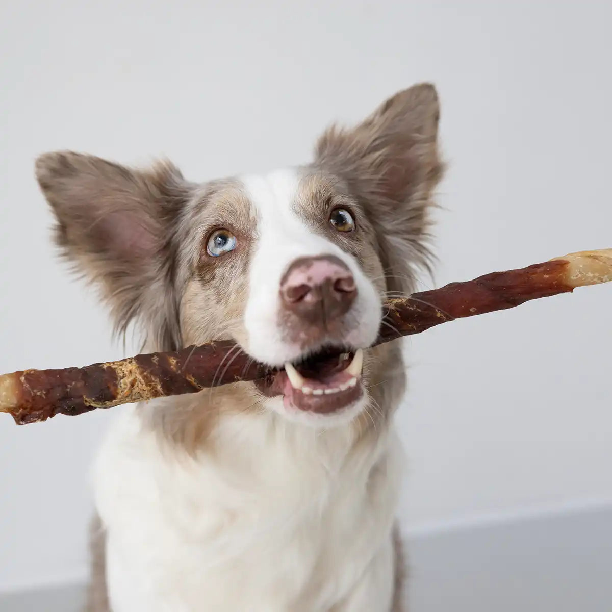 Bordercollie hält eine Kaurolle 30cm von Royal Diamonds in der Geschmacksrichtung Lamm im Mund. Innen mit Kopfhaut und außen Brustfleisch.