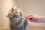 Eine Katze leckt vom Löffel die Reste vom Nassfutter Dibaq Sense 