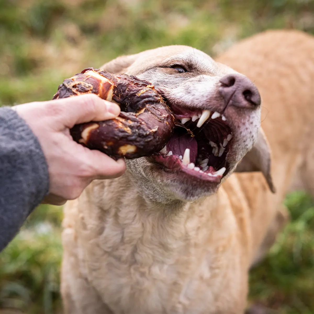Besitzer hält den Donut fest und der Hund fängt genüsslich an daran zu kauen. Dabei benutzt er seine hinteren Zähne. 