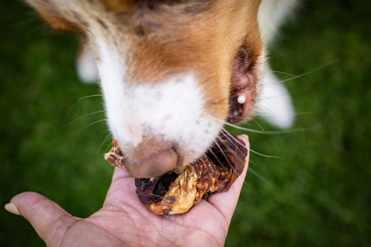 Hund nimmt die Donuts aus der flachen Hand und das Bild wurde aus der Vogelperspektive aufgenommen.
