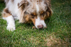 Auf dem Bild sieht man einen Hund im Gras liegen der die Kauwurst Ente von Royal Diamonds genüsslich frisst.