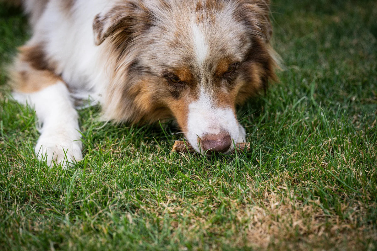 Auf dem Bild sieht man einen Hund im Gras liegen der die Kauwurst Ente von Royal Diamonds genüsslich frisst.