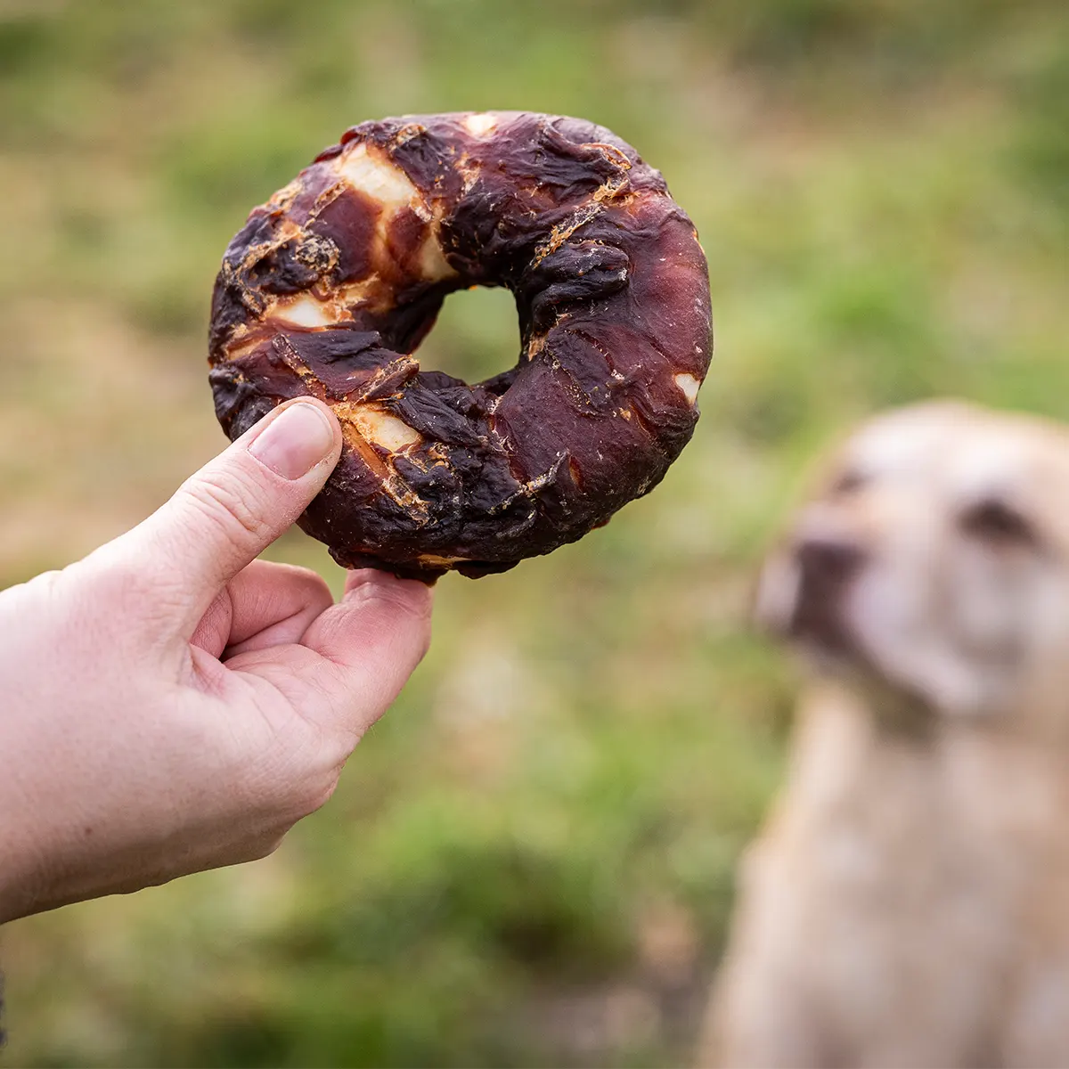 Donut wird in der Hand gehalten um die Textur sehen zu können und der Hund sitzt im Hintergrund. 