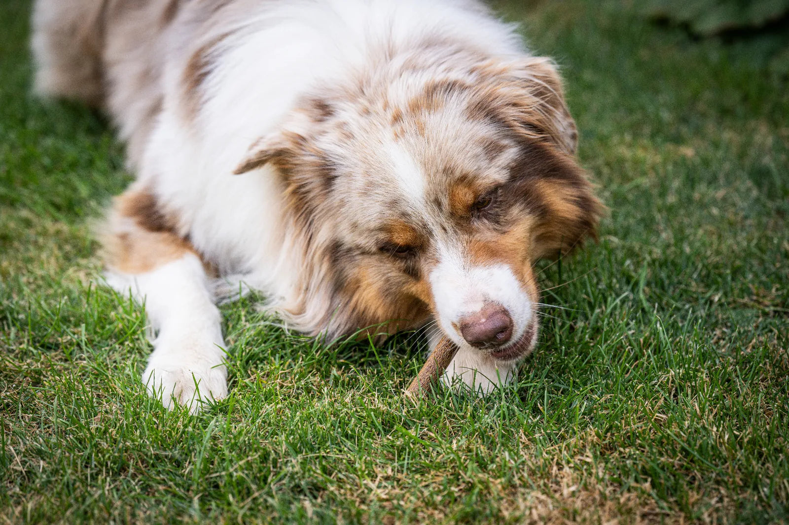 Auf dem Bild sieht man einen Hund im Gras liegen der die Kauwurst Ente von Royal Diamonds genüsslich frisst.