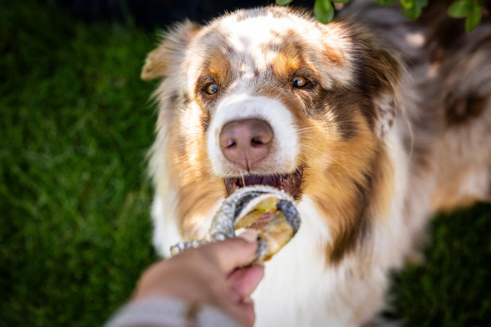 Hund schaut aufmerksam in Richtung des Leckerlis und greift mit seinem Fang danach.