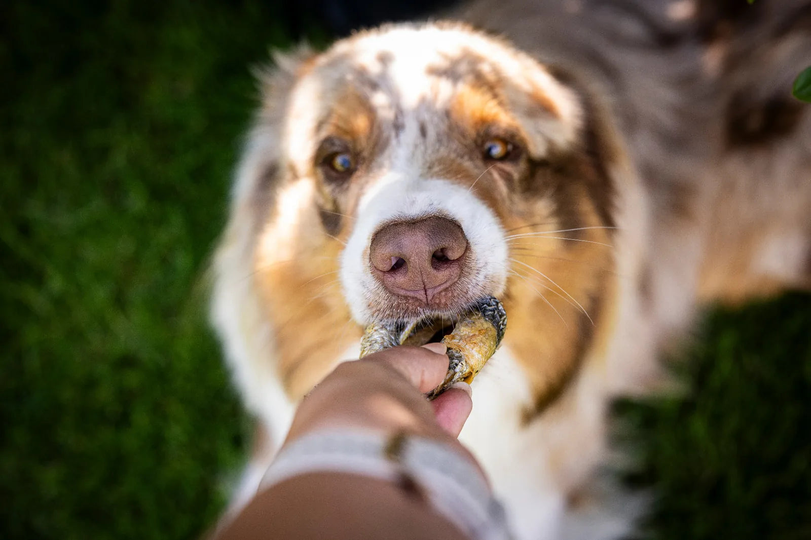 Huhn zieht mit seinem Fang am Hundedonut, aus Lachshaut, und der Donut wird mit 2 Fingern gehalten. 
