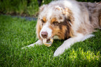 Hund liegt auf der Wiese und frisst gemütlich seinen Lachshaut-Donut.
