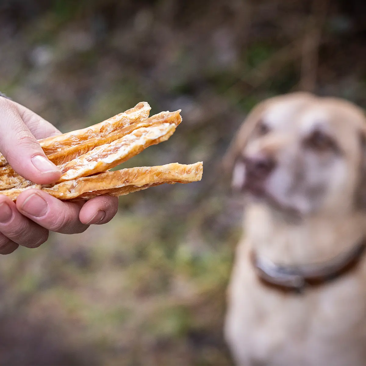 Auf dem Bild sieht man wie mehrere Hühnerbruststreifen in der Hand gehalten werden und im Hintergrund sitzt der Hund und wartet auf seine Belohnung.