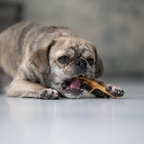 Ein kleiner Hund frisst den Hühnerfuß und schaut dabei in die Kamera
