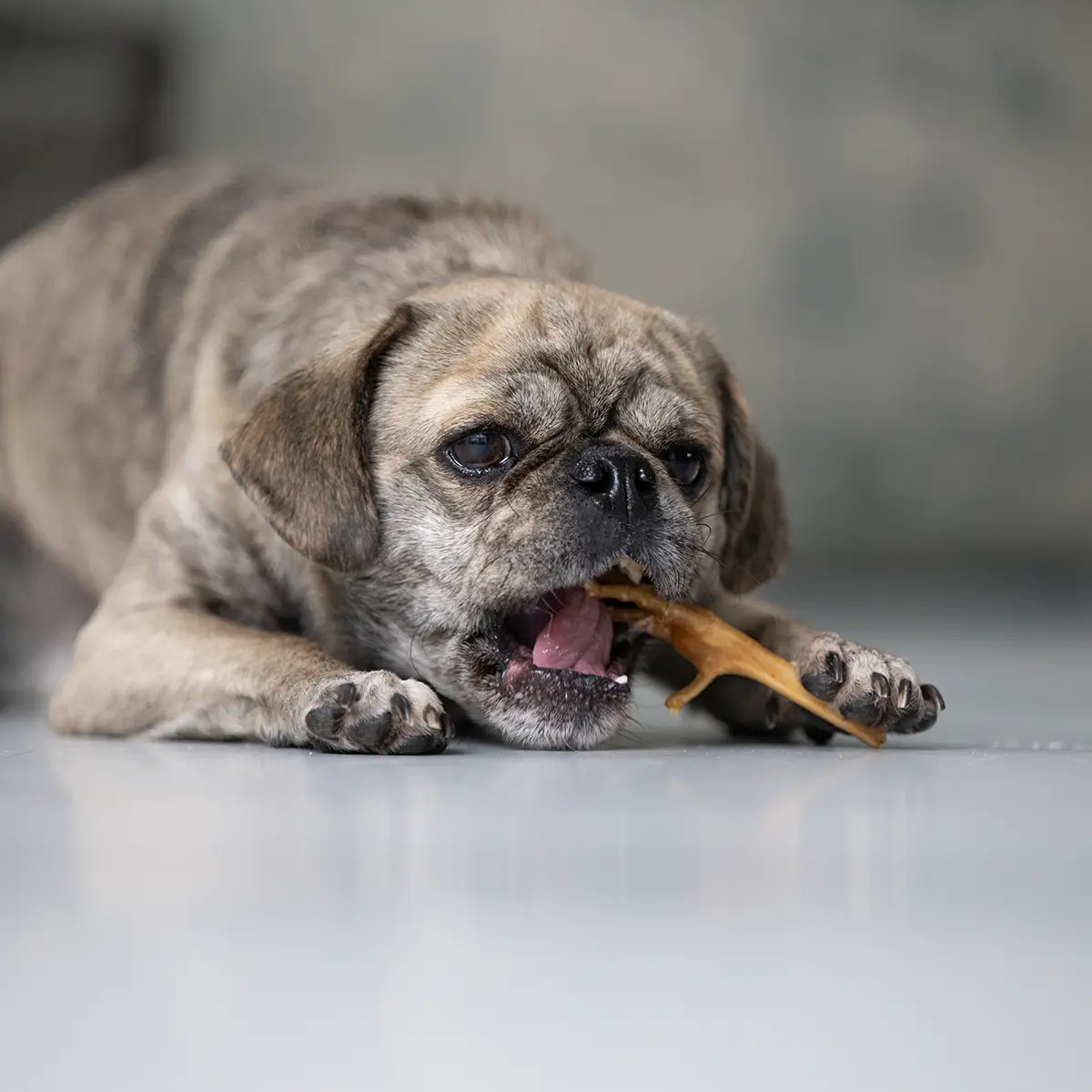 Ein kleiner Hund frisst den Hühnerfuß und schaut dabei in die Kamera
