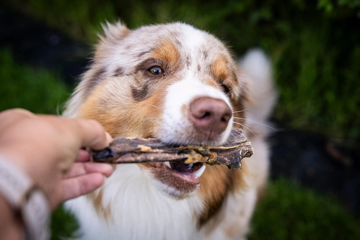Man sieht ein großes tück Ziegenlunge in der Hand und der Hund nimmt es mit großen Augen in den Mund um es zu kauen. 