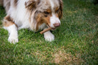 Auf dem Bild sieht man einen Hund im Gras liegen der die Kauwurst Ente von Royal Diamonds genüsslich frisst.