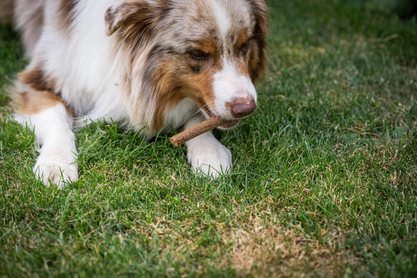 Auf dem Bild sieht man einen Hund im Gras liegen der die Kauwurst Ente von Royal Diamonds genüsslich frisst.