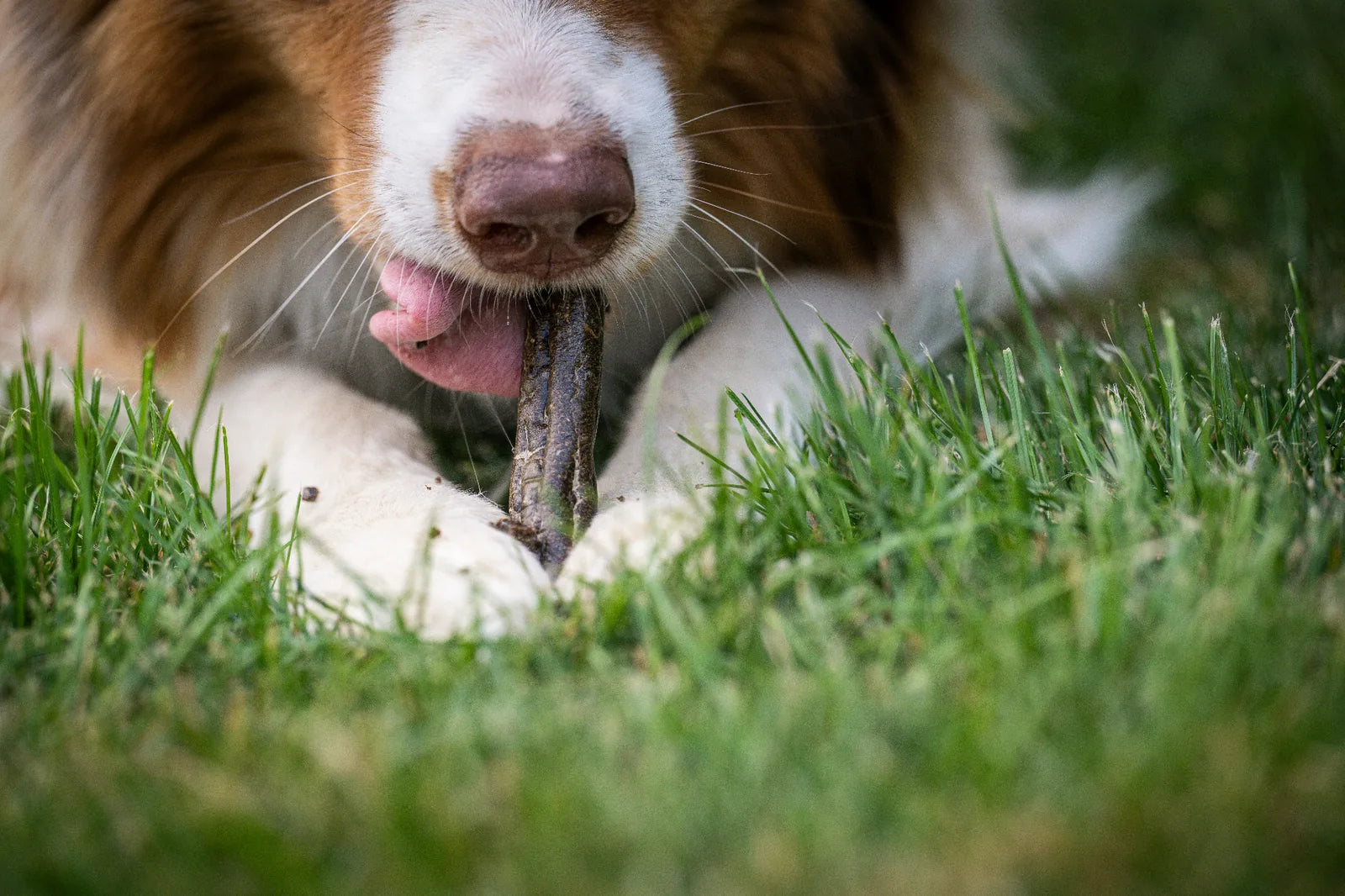 Auf dem Bild liegt ein Hund im Gras und frisst genüsslich die Kaninchenwurst von Royal Diamonds. Der Hund leckt genüsslich über die Wurst