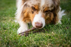 Auf dem Bild sieht man einem Hund im Gras liegen, wie er in Nahaufnahme genüsslich die Kauwurst in der Sorte Lamm kaut. 