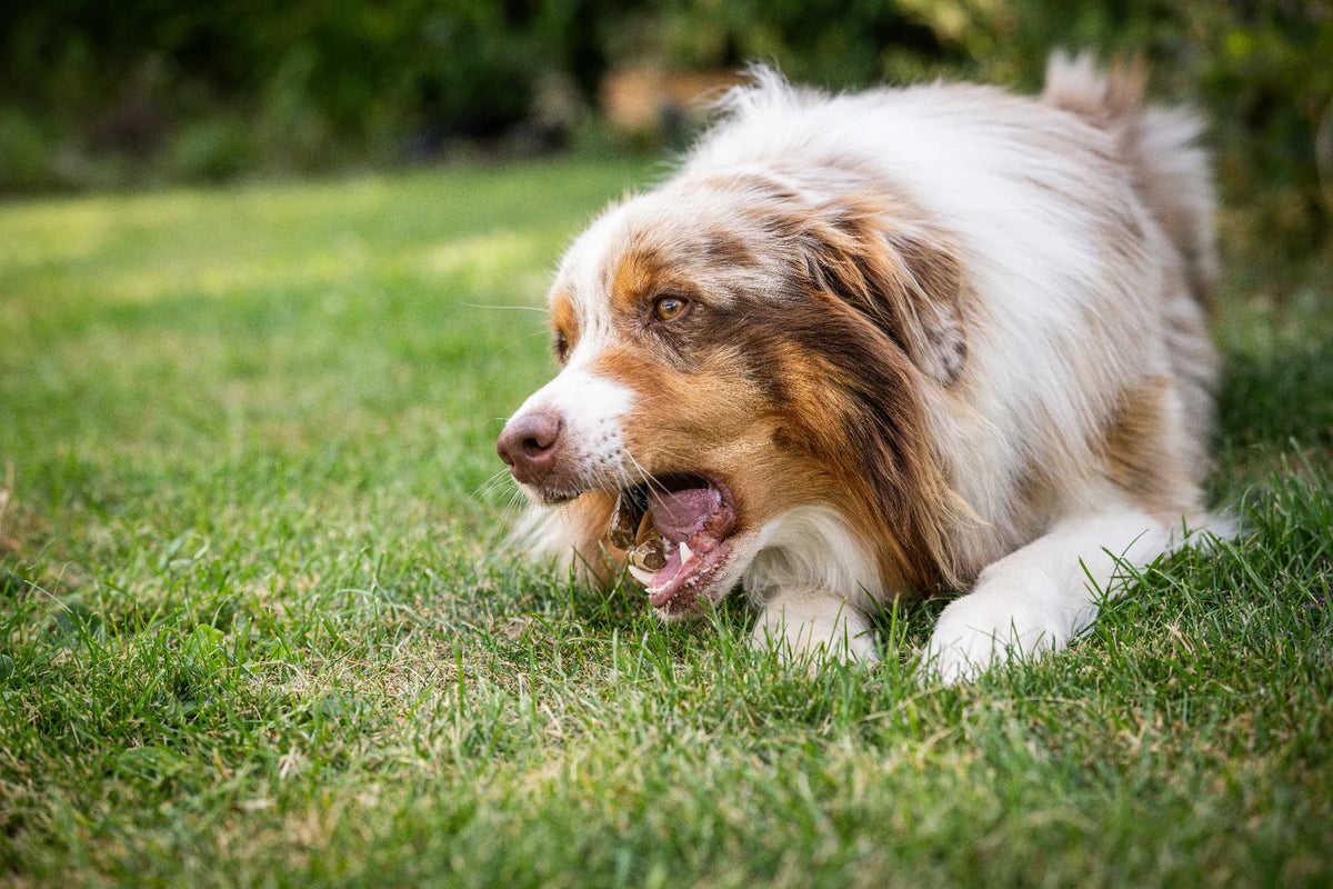 Auf dem Bild sieht man einem Hund im Gras liegen, wie er in Nahaufnahme genüsslich die Kauwurst in der Sorte Lamm kaut. 