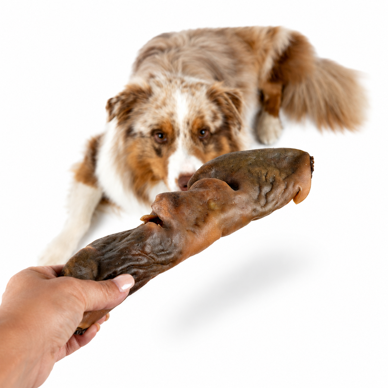 Getrocknete Kamelnase für Hunde – natürlicher Kauartikel