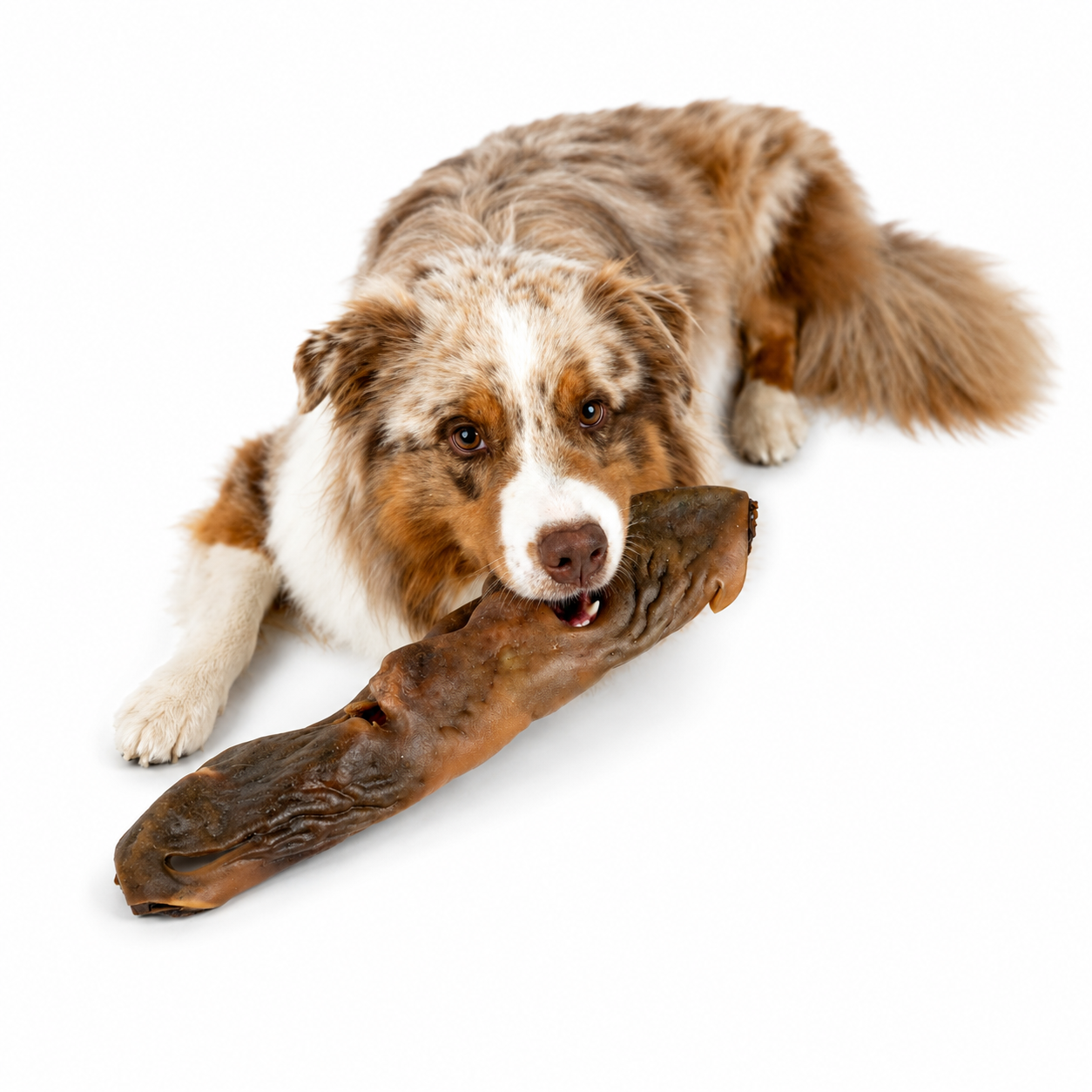 Hypoallergener Kauartikel aus getrockneter Kamelnase für Hunde