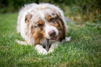 Auf dem Bild liegt ein Hund im Gras und frisst genüsslich die Kaninchenwurst von Royal Diamonds. Bei dem Hund handelt es sich um einen merlefarbenden Hund.