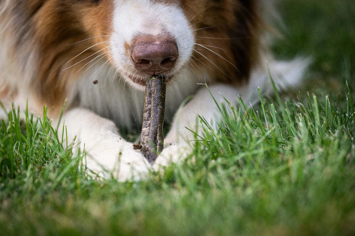 Auf dem Bild liegt ein Hund im Gras und frisst genüsslich die Kaninchenwurst von Royal Diamonds. In Nahaufnahme, damit man die Konsistenz der Wurst erkennen kann. 
