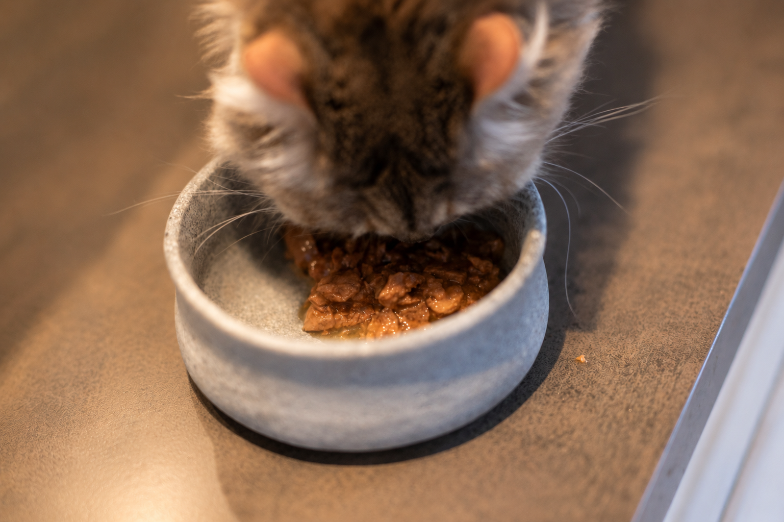 Man sieht wie eine Katze Dibaq Sense aus ihrem Napf frisst. Aufgenommen von oben um die Stücke und die Soße gut zu erkennen. 
