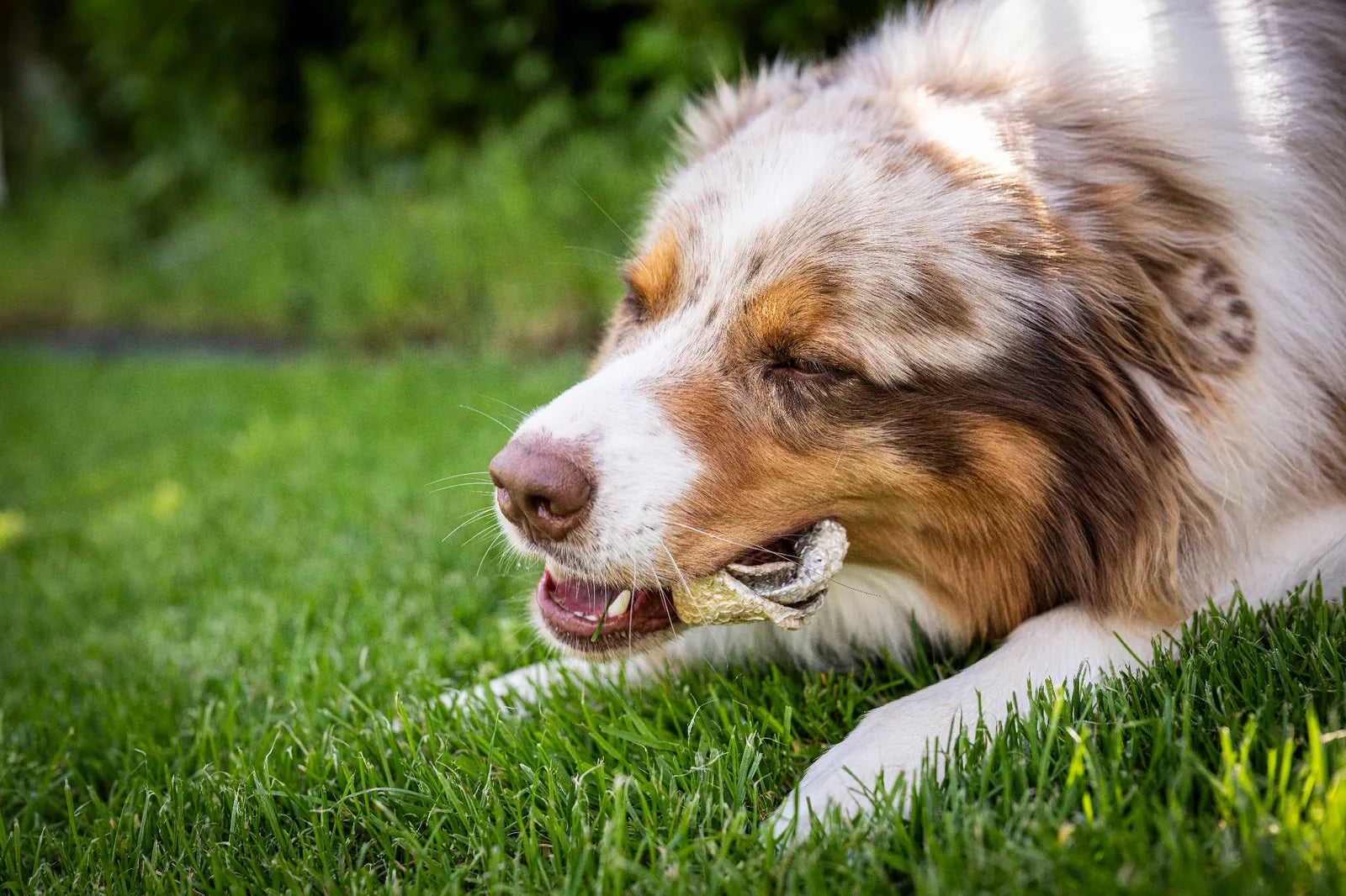 Hund liegt auf der Wiese und frisst gemütlich seinen Lachshaut-Donut.Dabei hat er vergnügt die Augen geschlossen. 