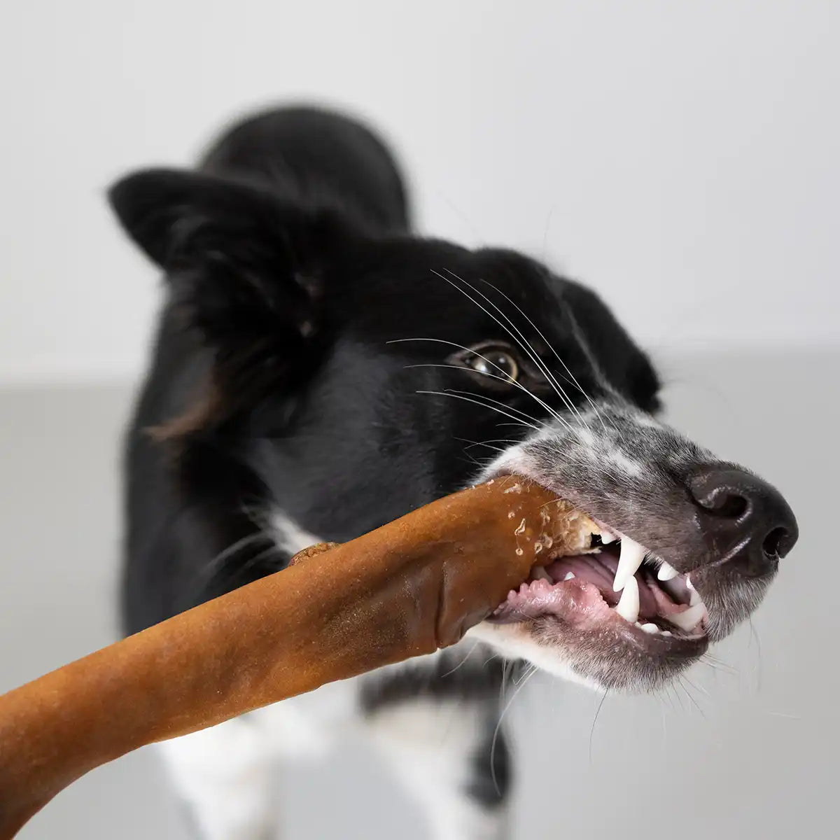 Man kann erkennen wie feste der Hund zubeißen muss um die Kaustange weicher zu kauen.