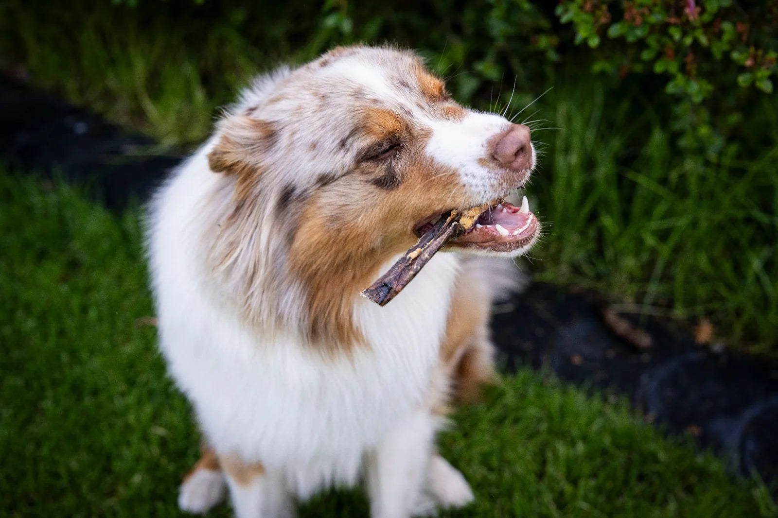Man sieht ein großes Stück Ziegenlunge und der Hund kaut genüsslich darauf mit geschlossenen Augen. 
