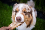 Hund nimmt das Ziegenohr aus der Hand und frisst es genüsslich und hat dabei die Augen halbzu. 
