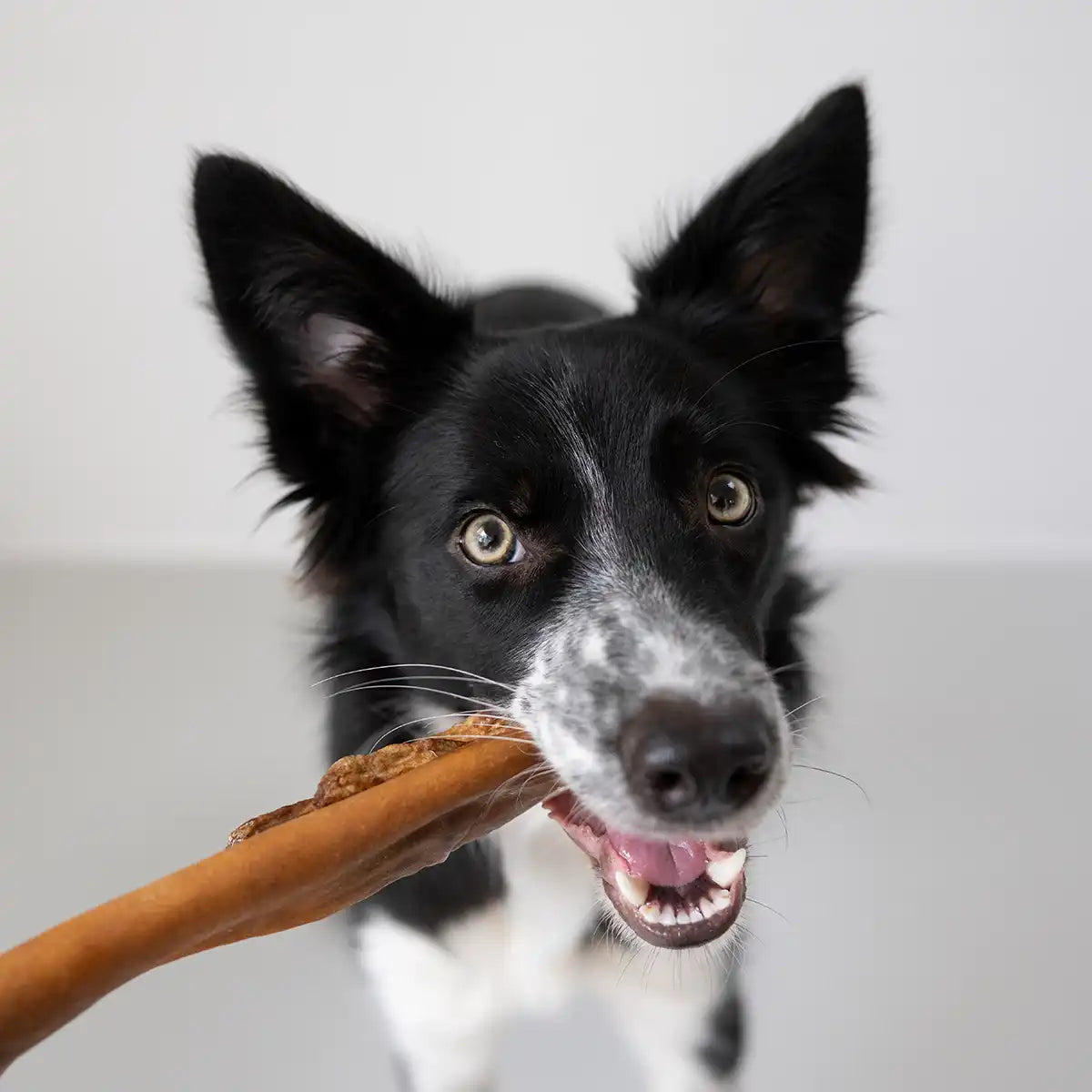 Hund schaut wach und aufgeregt in die Kamera und beißt in die Rinderkopfhautstange.