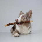 Bordercollie in merle frisst eine Kaurolle 30cm von Royal Diamonds in der Geschmacksrichtung Lamm. Innen mit Kopfhuat und außen Brustfleisch.