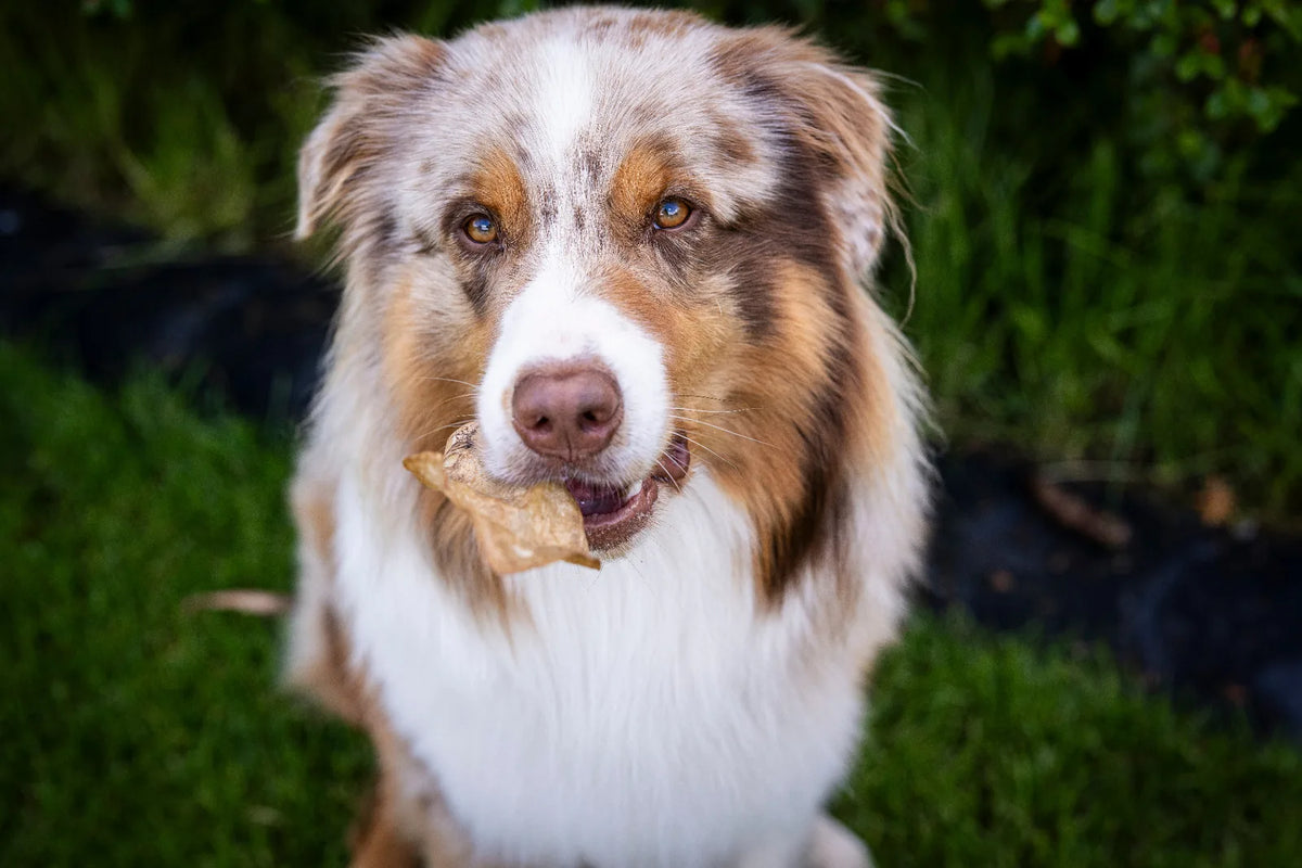Hund hält das Ziegenohr im Maul fest und an der Seite des Fanges kann man leichte Sabberblasen erkennen. 