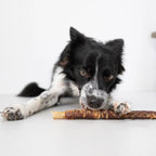 Bordercollie frisst eine Kaurolle 30cm von Royal Diamonds in der Geschmacksrichtung Lamm. Innen mit Kopfhuat und außen Brustfleisch.