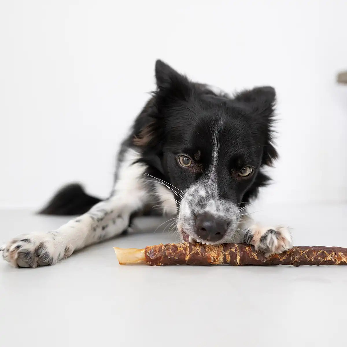 Bordercollie frisst eine Kaurolle 30cm von Royal Diamonds in der Geschmacksrichtung Lamm. Innen mit Kopfhuat und außen Brustfleisch.