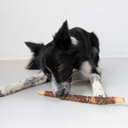 Bordercollie frisst eine Kaurolle 30cm von Royal Diamonds in der Geschmacksrichtung Lamm. Innen mit Kopfhuat und außen Brustfleisch.