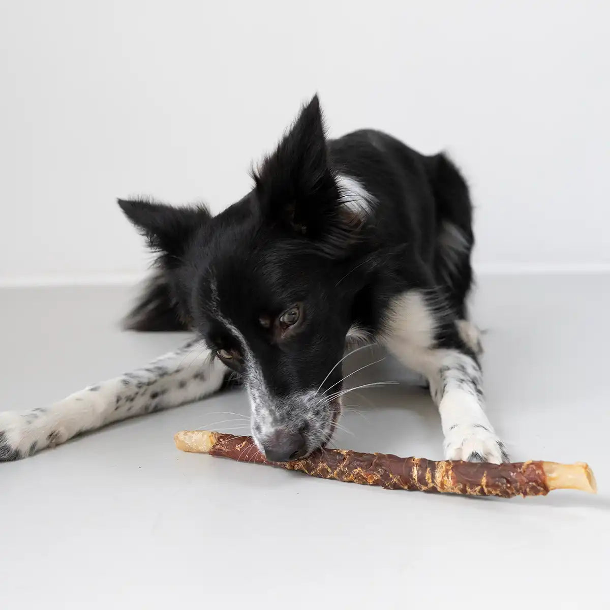 Bordercollie frisst eine Kaurolle 30cm von Royal Diamonds in der Geschmacksrichtung Lamm. Innen mit Kopfhuat und außen Brustfleisch.