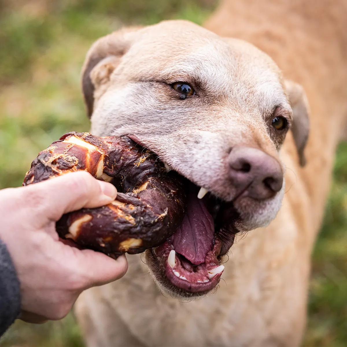 Besitzer hält den Donut fest und der Hund fängt genüsslich an daran zu kauen. Dabei benutzt er seine hinteren Zähne. 