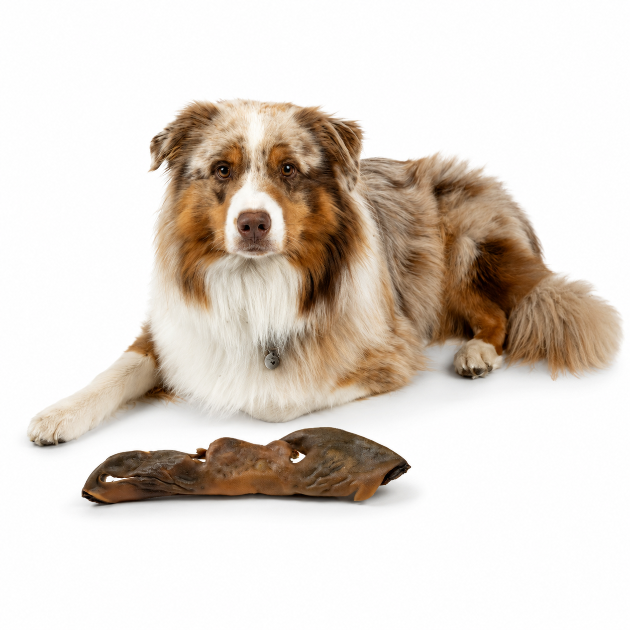 Kamelnase liegt vor einem mittelgroßen Hund auf weißem Hintergrund