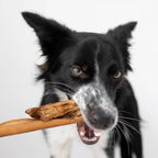Bordercollie entspannt seinen Blick beim kauen auf der Kaustange