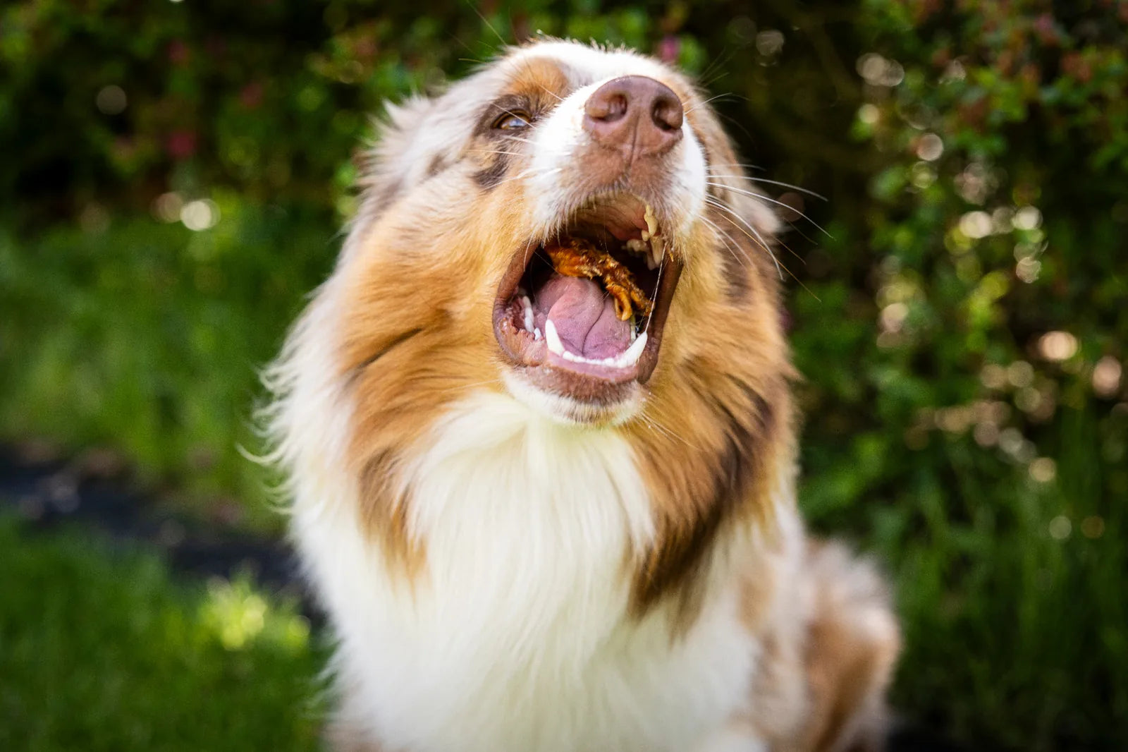 Hund frisst mit geöffnetem Maul die Mini Donuts. 