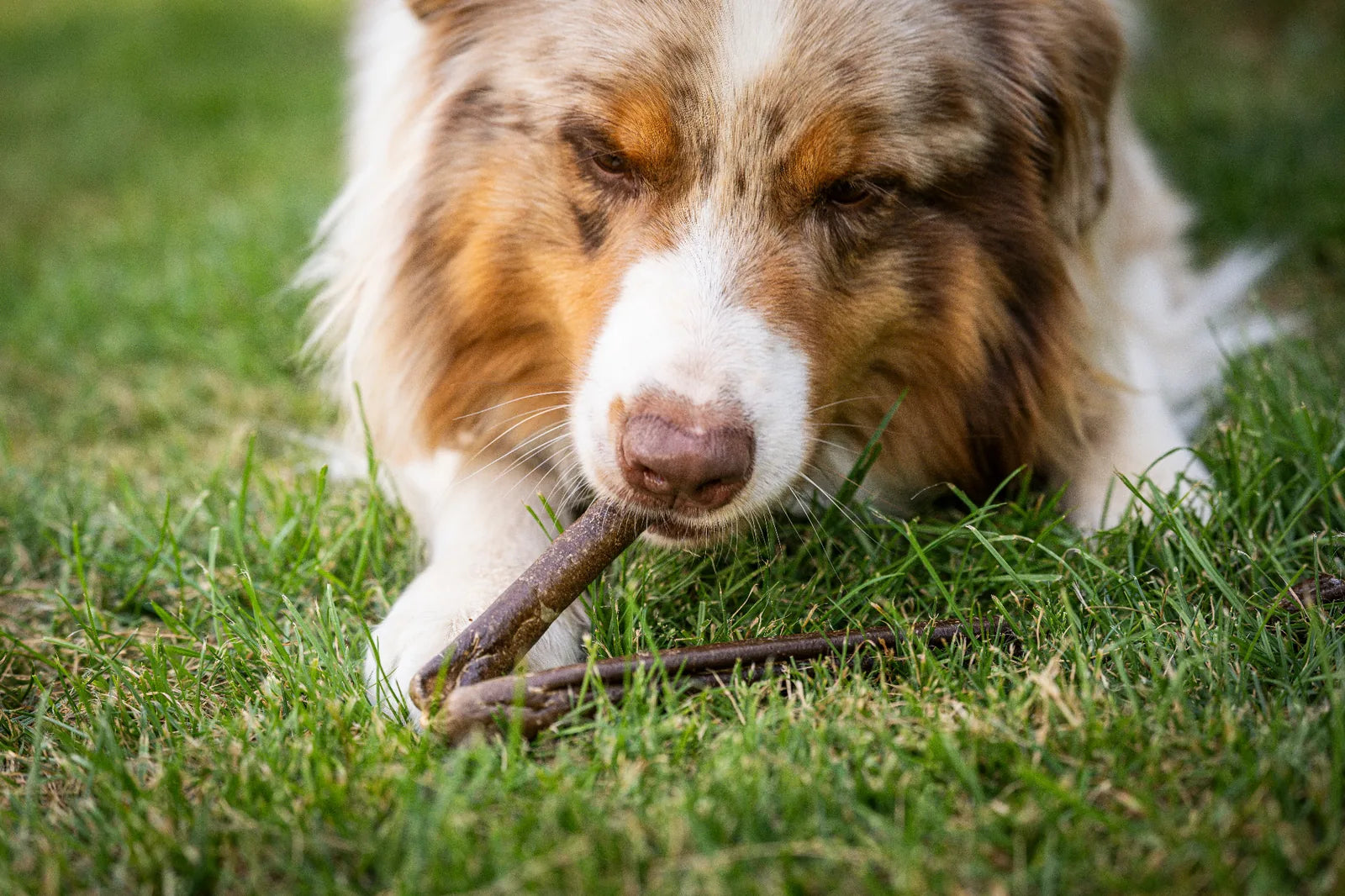 Auf dem Bild sieht man einem Hund im Gras liegen, wie er in Nahaufnahme genüsslich die Kauwurst in der Sorte Lamm kaut. 