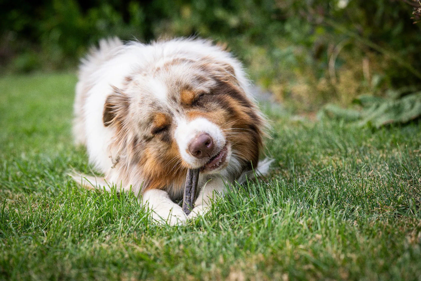 Auf dem Bild liegt ein Hund im Gras und frisst genüsslich die Kaninchenwurst von Royal Diamonds. Bei dem Hund handelt es sich um einen 